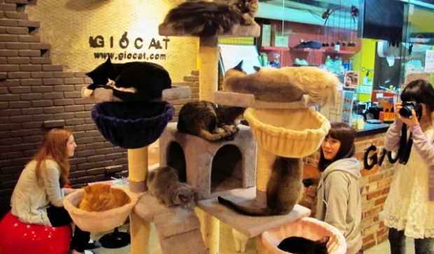 Cafe Cat – Japonya
