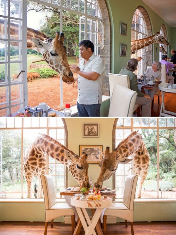 Giraffe Manor, Langata, Kenya