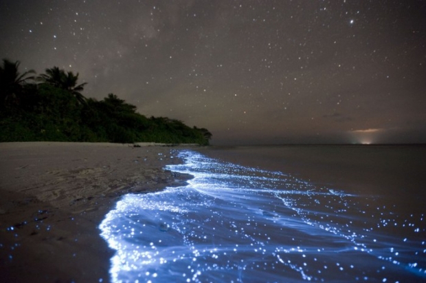 Yıldızlar Denizi – Maldiv Adaları