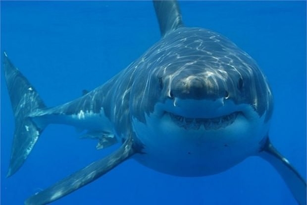 29. Büyük beyaz köpek balıklarıyla yüzmek (Güney Afrika)